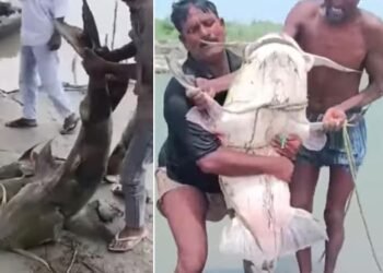 नेपाल की बाढ़ से बिहार पहुंची अज्ञात मछलियां, सरकार ने जारी की स्वास्थ्य चेतावनी